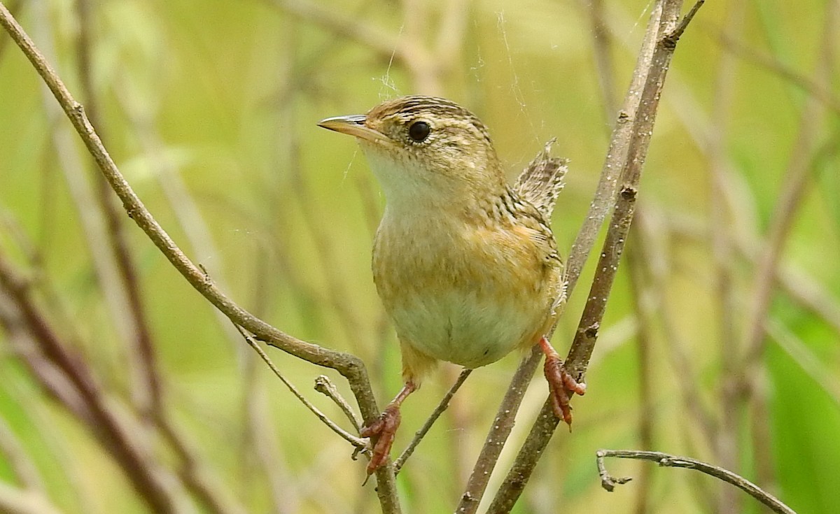 Sedge Wren - ML61053421