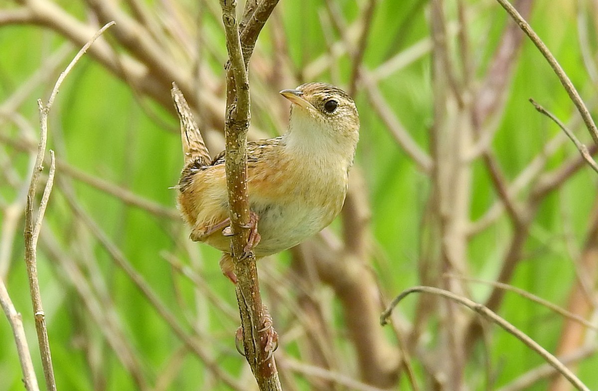 Sedge Wren - ML61053431