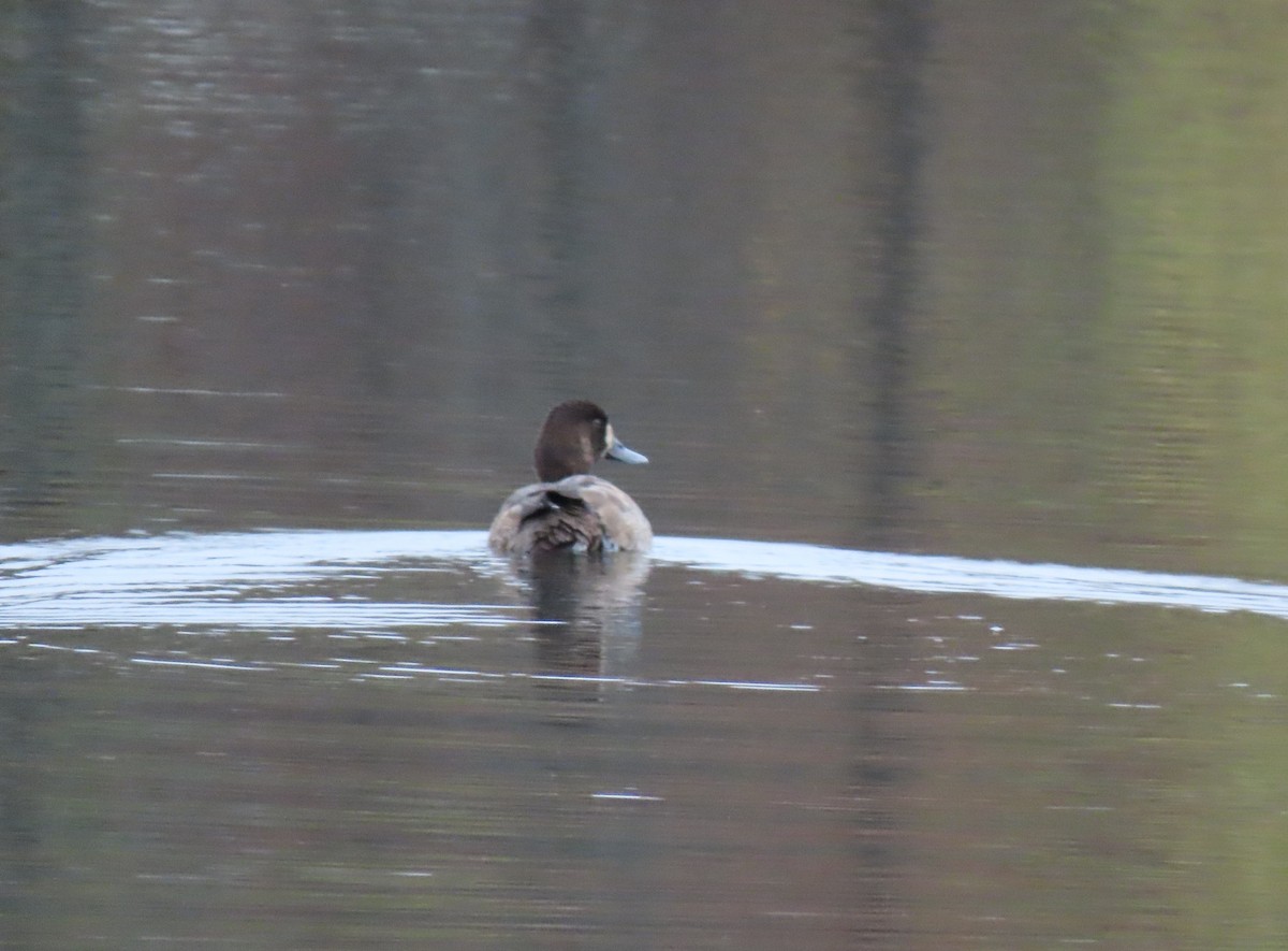 Greater Scaup - ML610534376