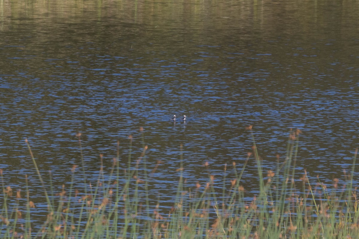 Pied-billed Grebe - ML610534454