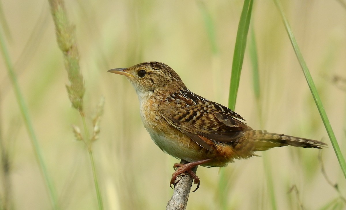 Sedge Wren - ML61053451