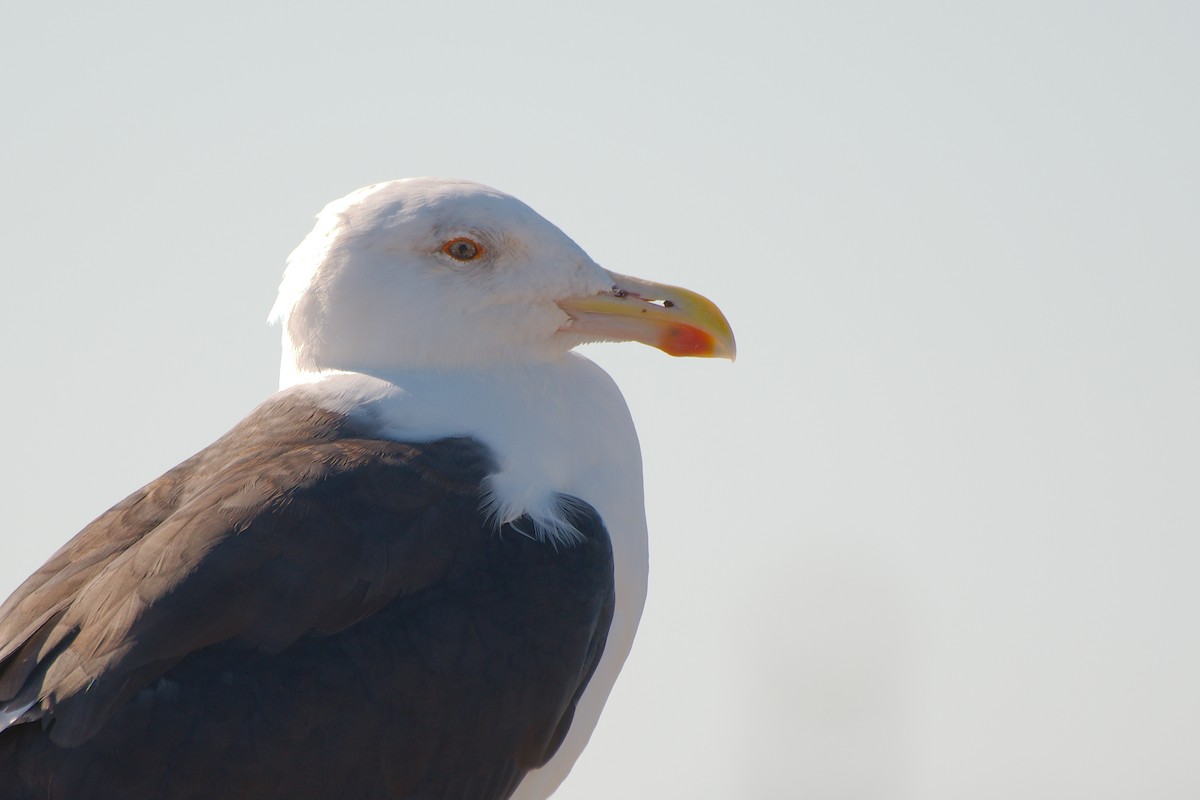 Great Black-backed Gull - ML610534514