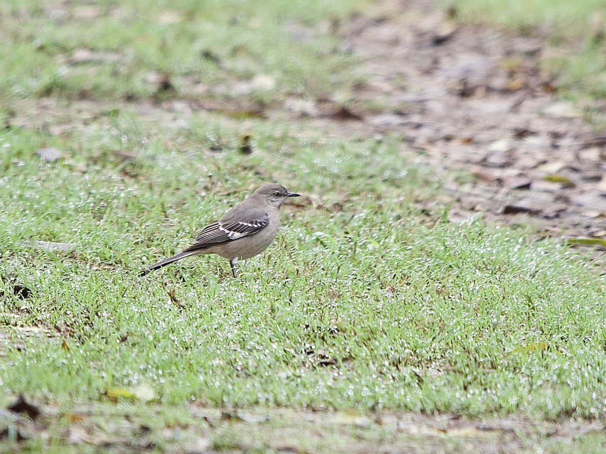 Northern Mockingbird - ML610534523