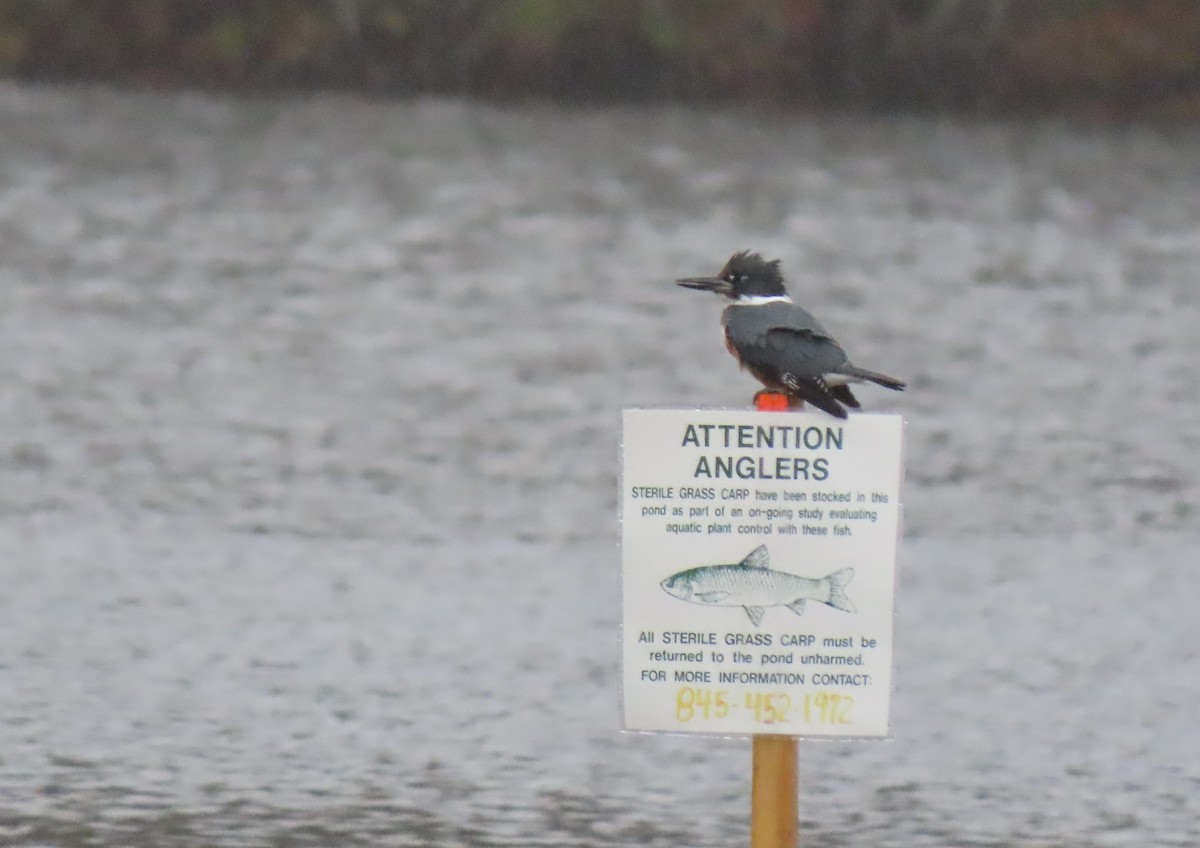 Belted Kingfisher - ML610534555