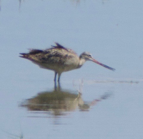 Marbled Godwit - ML610534633