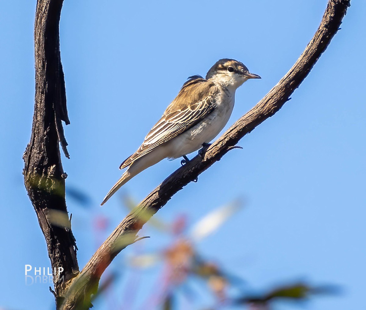 White-winged Triller - Philip Dubbin