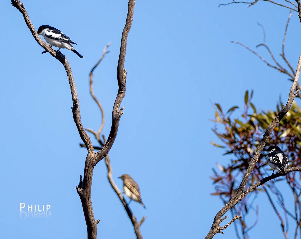 White-winged Triller - ML610534720