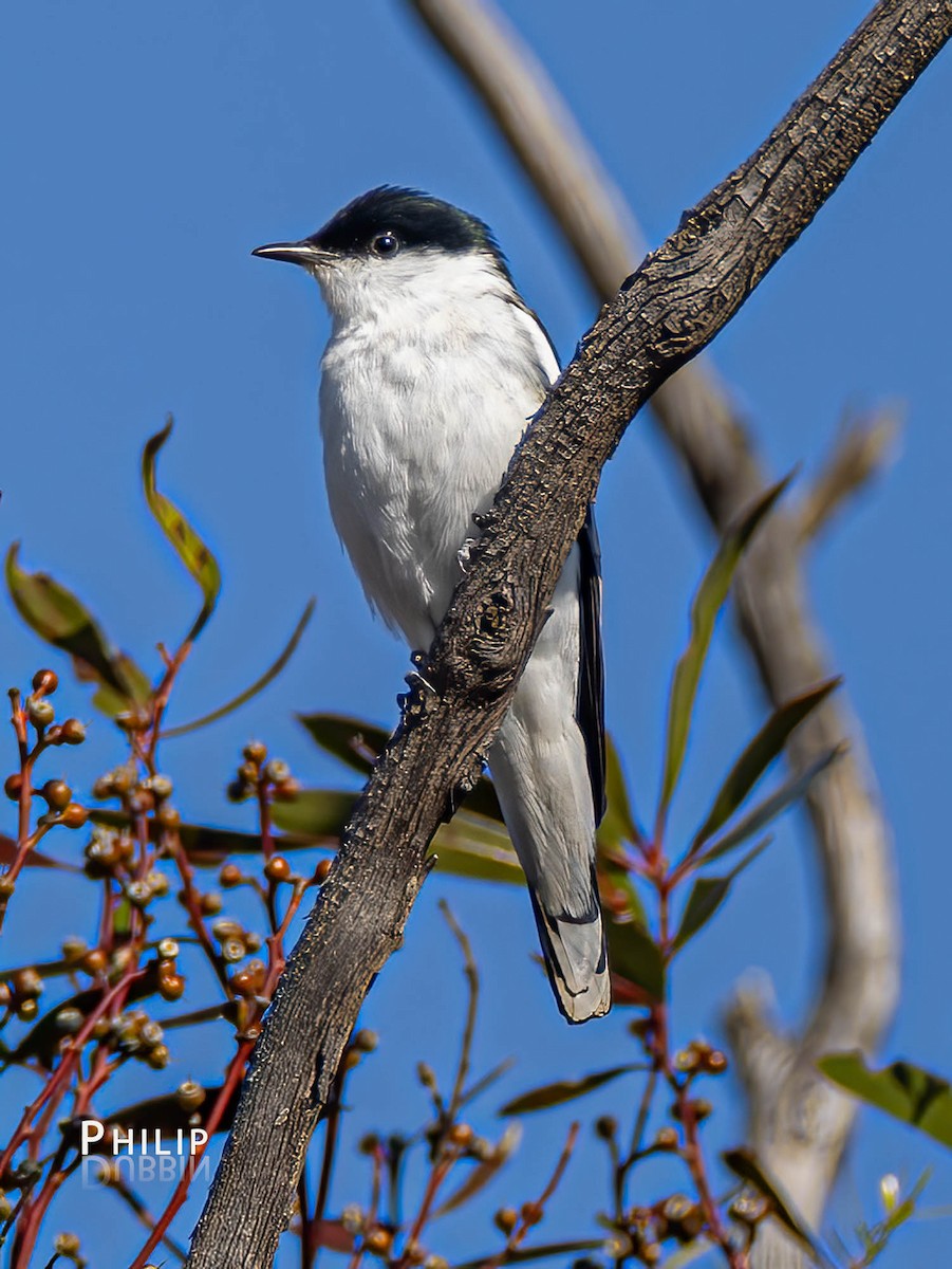 White-winged Triller - ML610534722