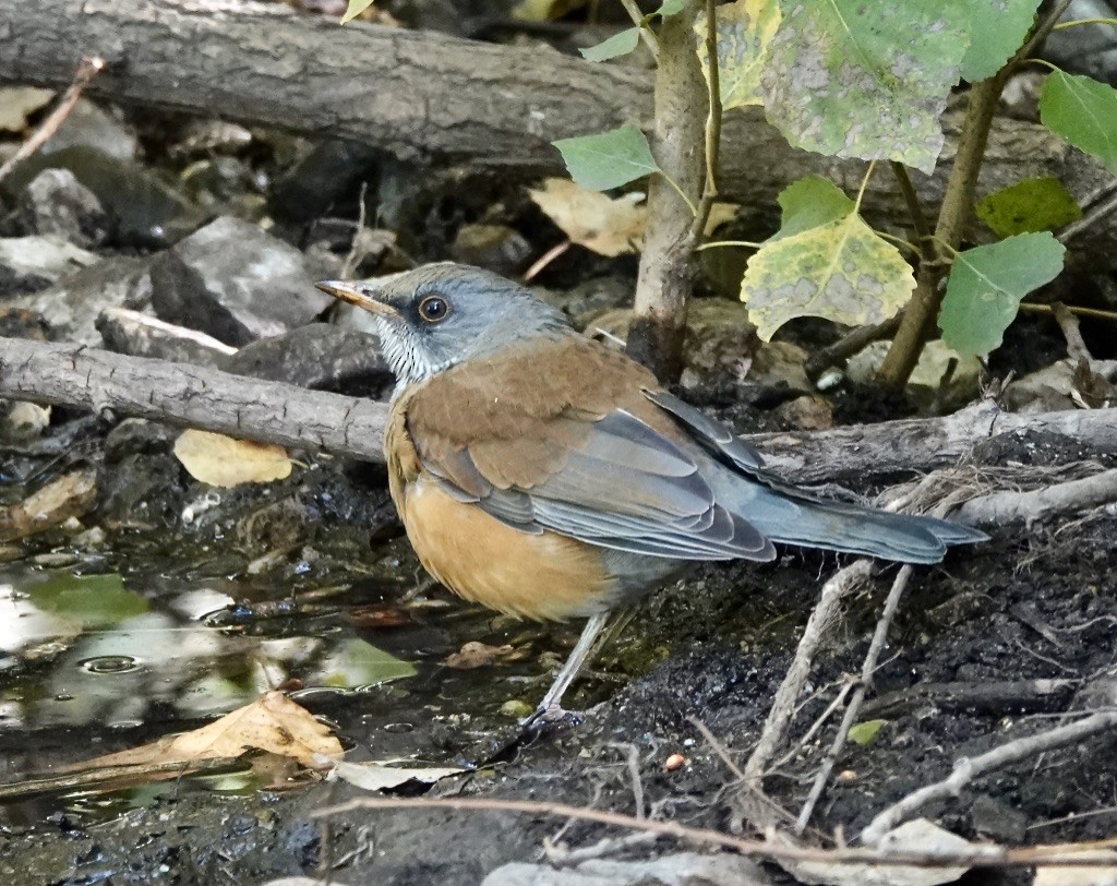 Rufous-backed Robin - ML610534751