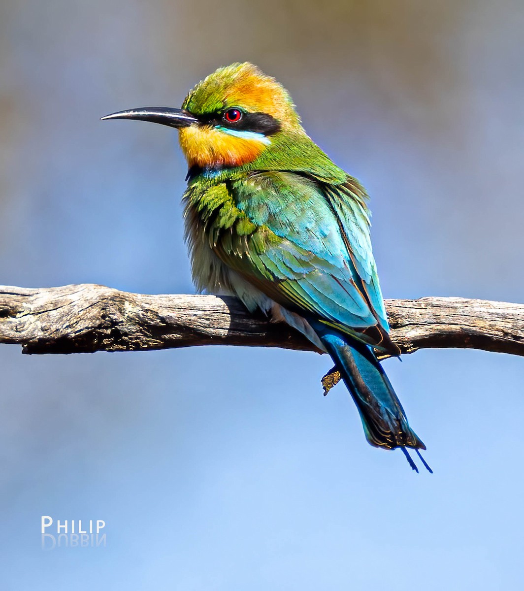 Rainbow Bee-eater - ML610534764