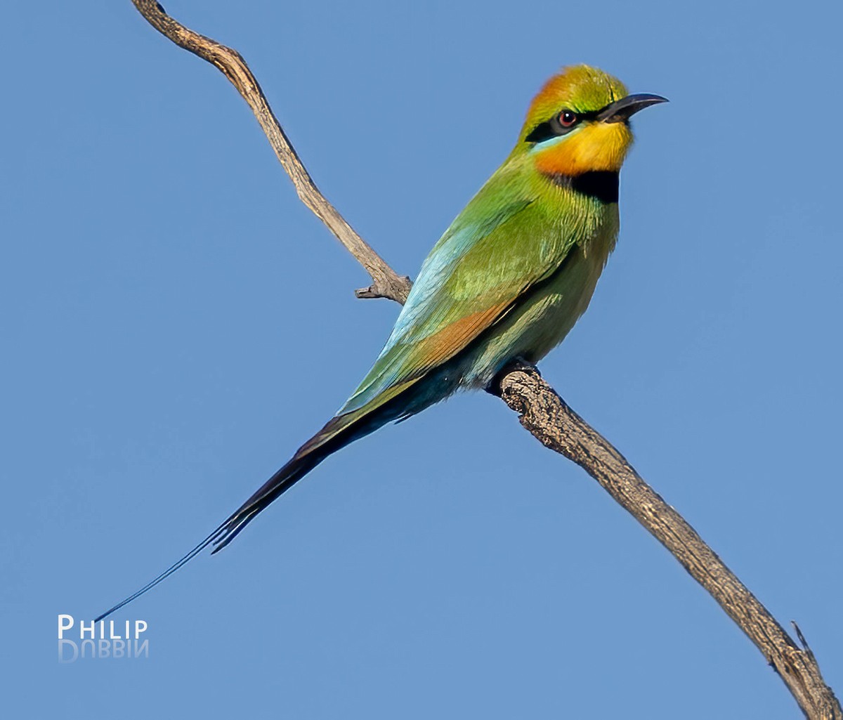 Rainbow Bee-eater - ML610534765