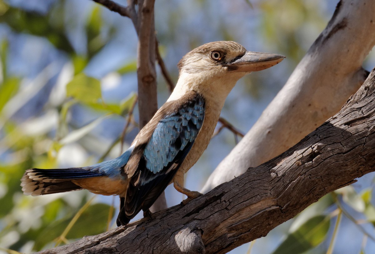 Blue-winged Kookaburra - Peter Bennet