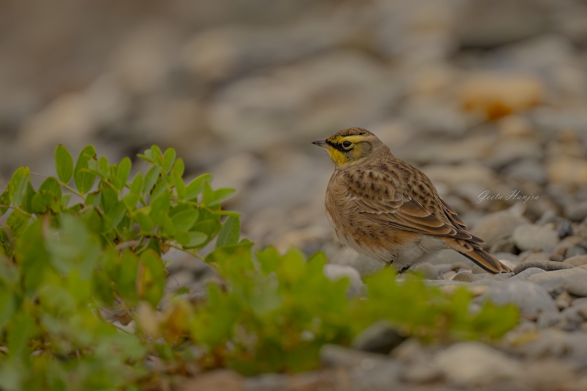 skřivan ouškatý - ML610534818