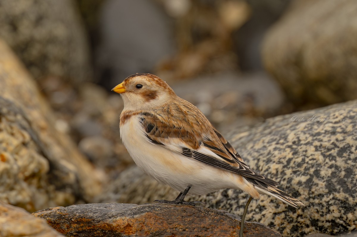 sněhule severní - ML610534832