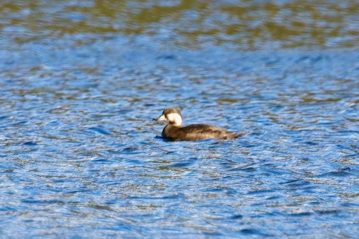 Black Scoter - Normand Laplante