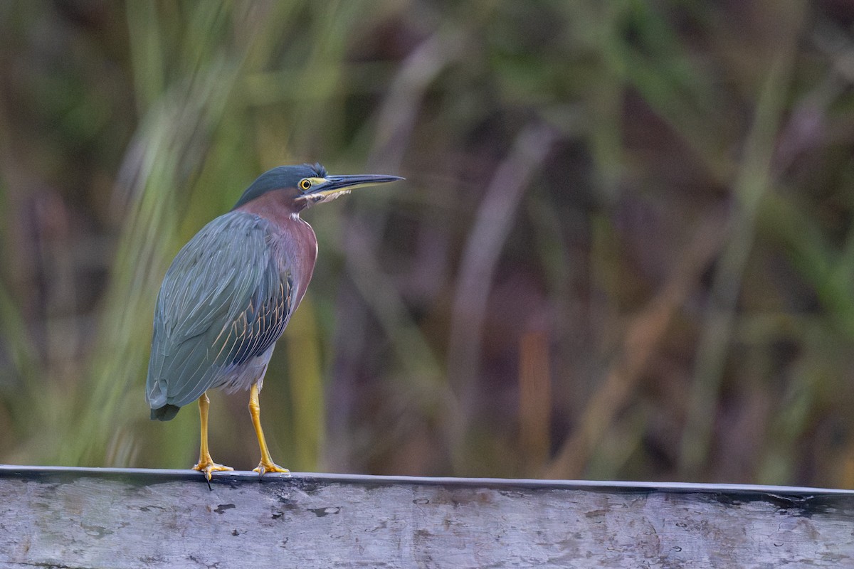 Green Heron - ML610535021