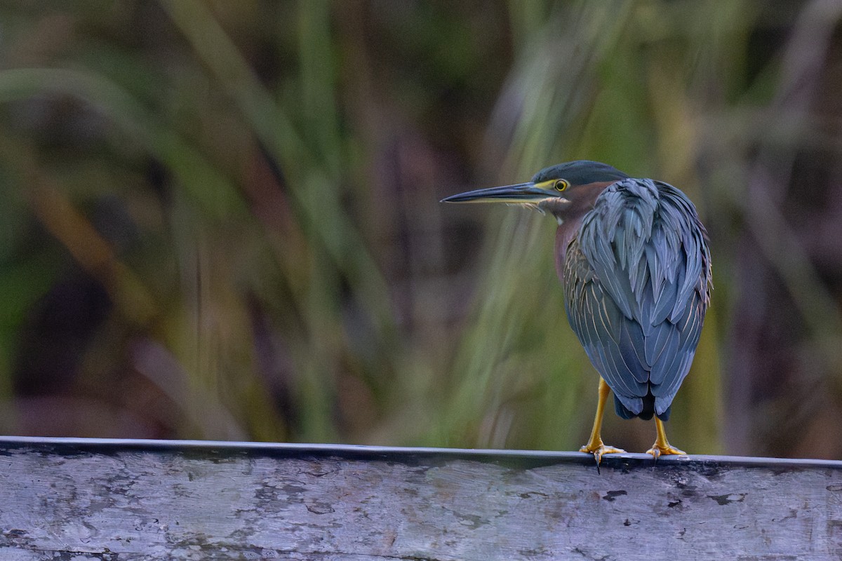 Green Heron - ML610535022