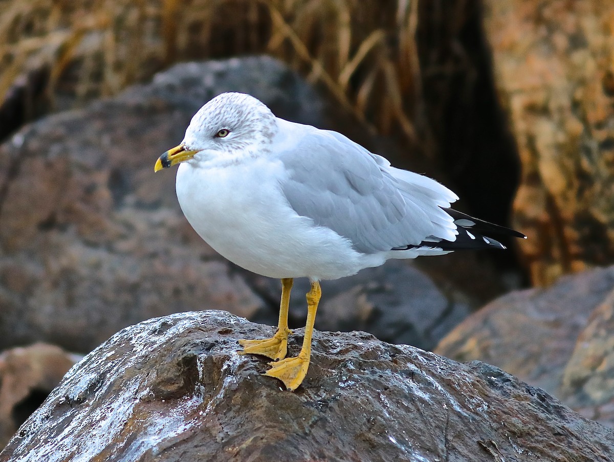 Ring-billed Gull - ML610535052