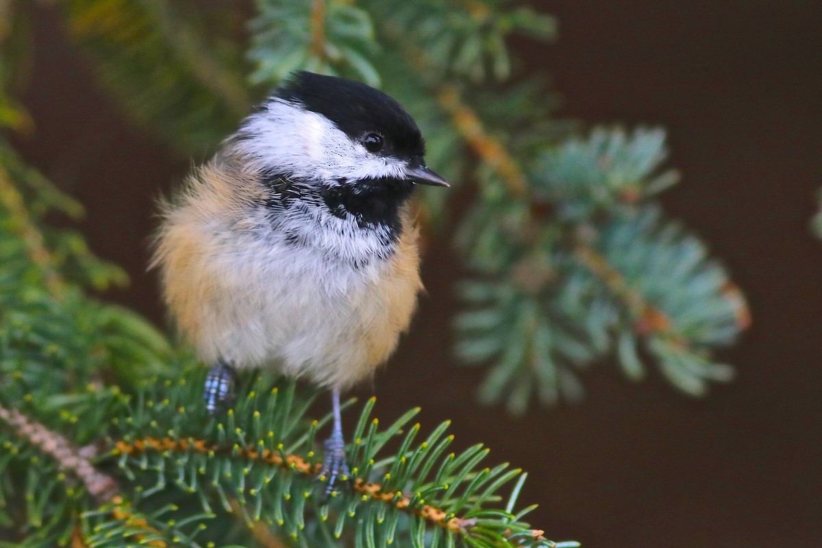 Black-capped Chickadee - ML610535067