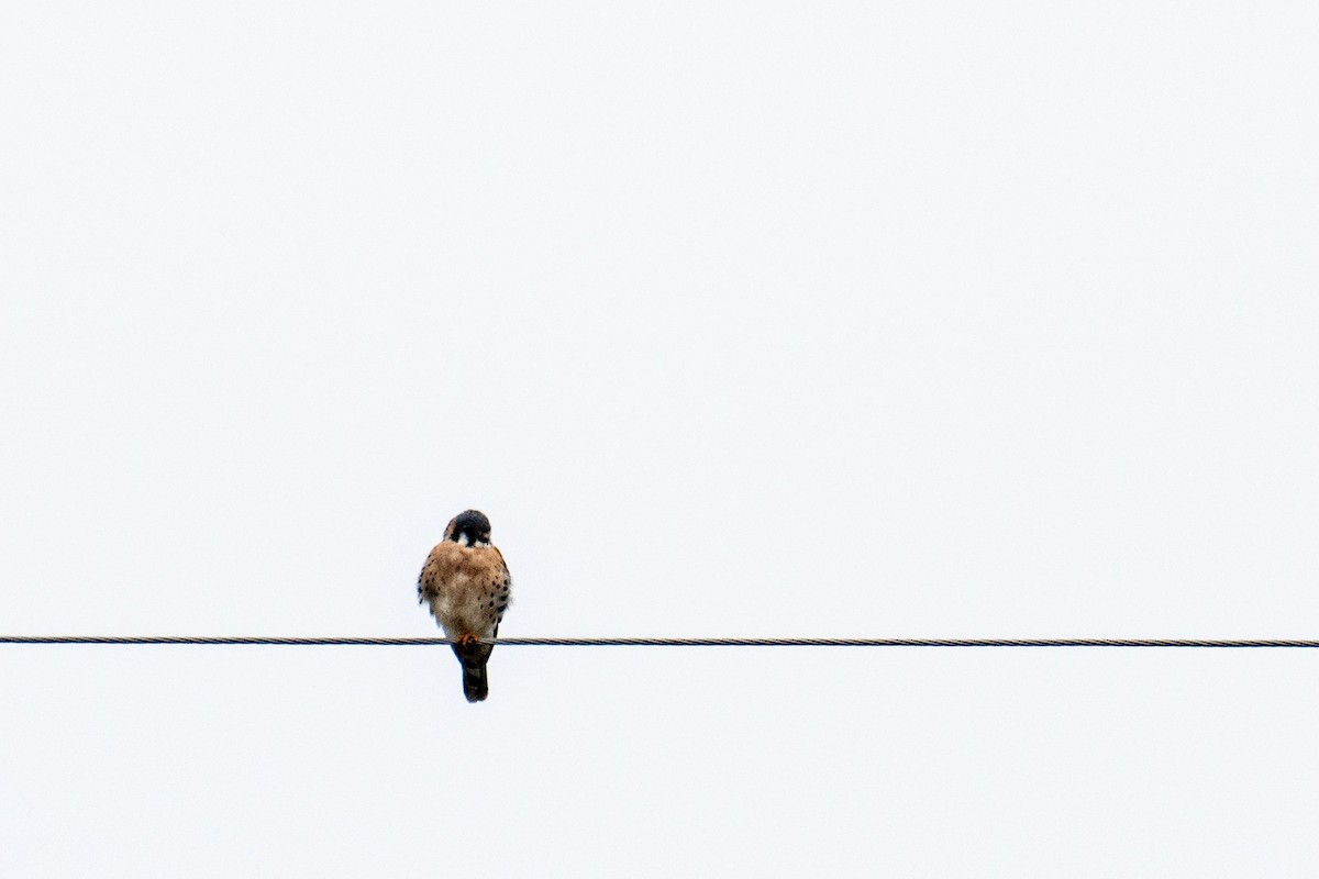 American Kestrel - ML610535095