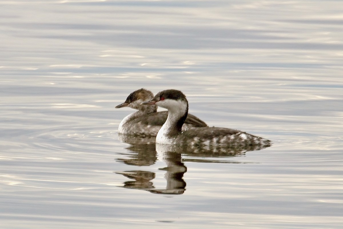Horned Grebe - Normand Laplante