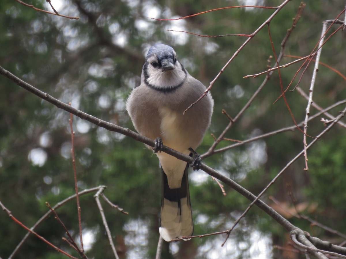 Blue Jay - ML610535137