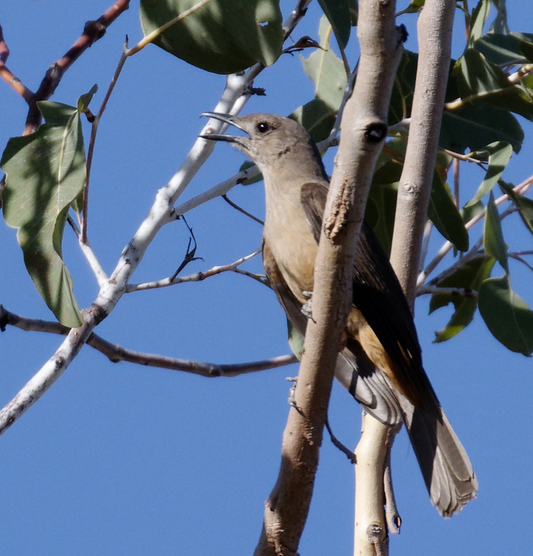 Sandstone Shrikethrush - Peter Bennet