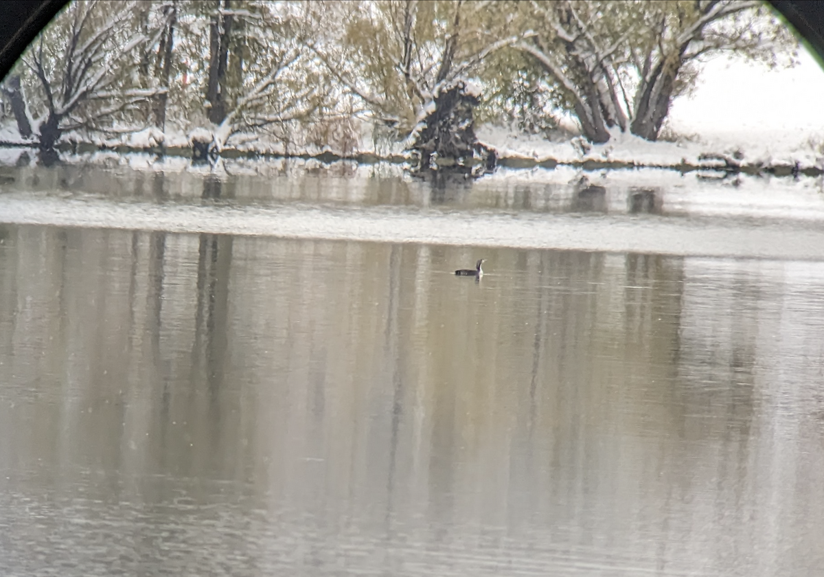 Pacific Loon - ML610535152