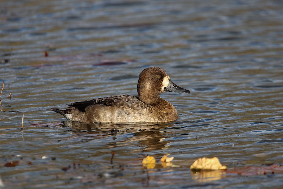 Greater Scaup - ML610535178