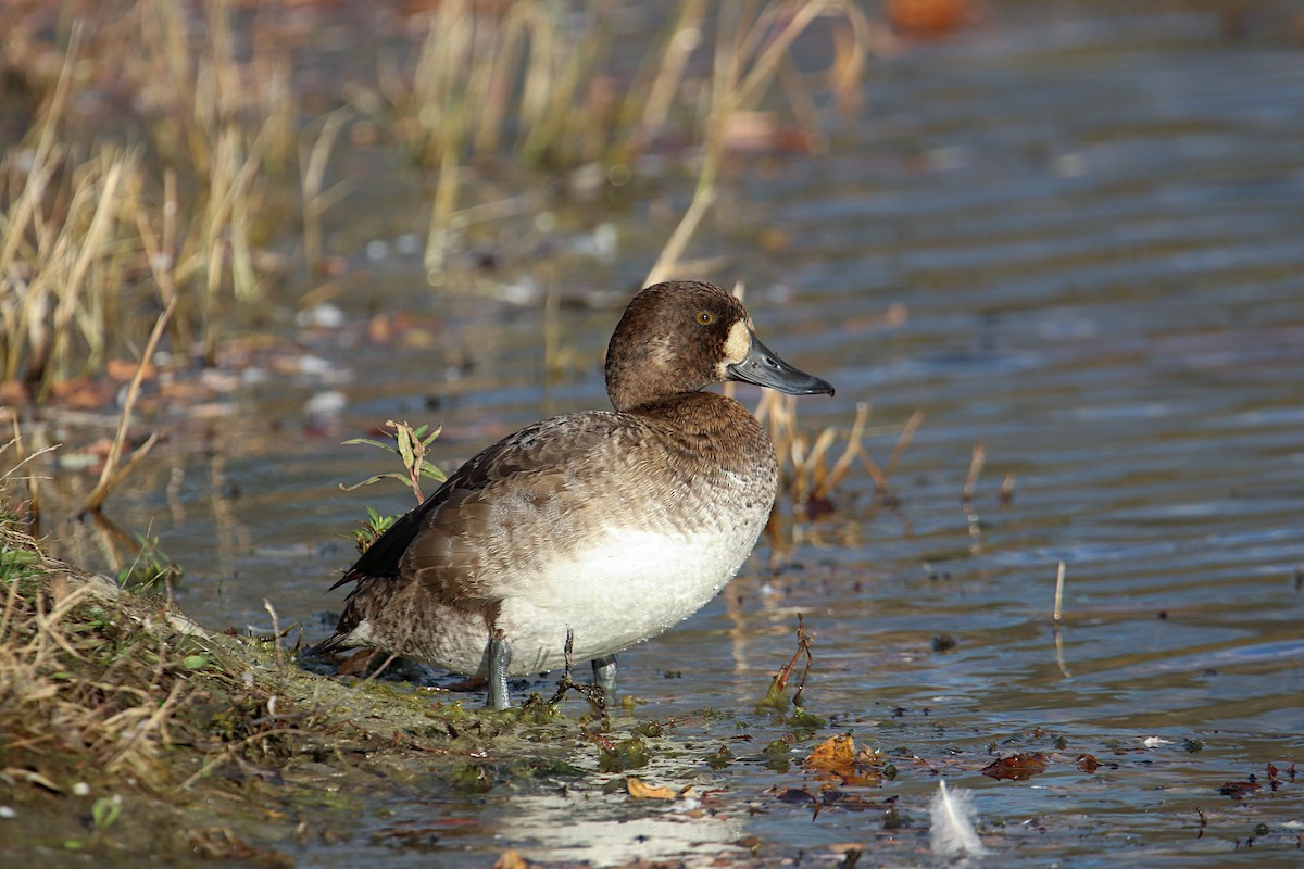 Greater Scaup - ML610535179