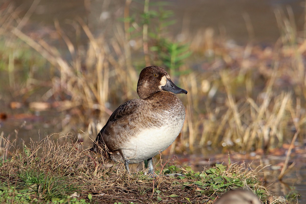 Greater Scaup - ML610535180