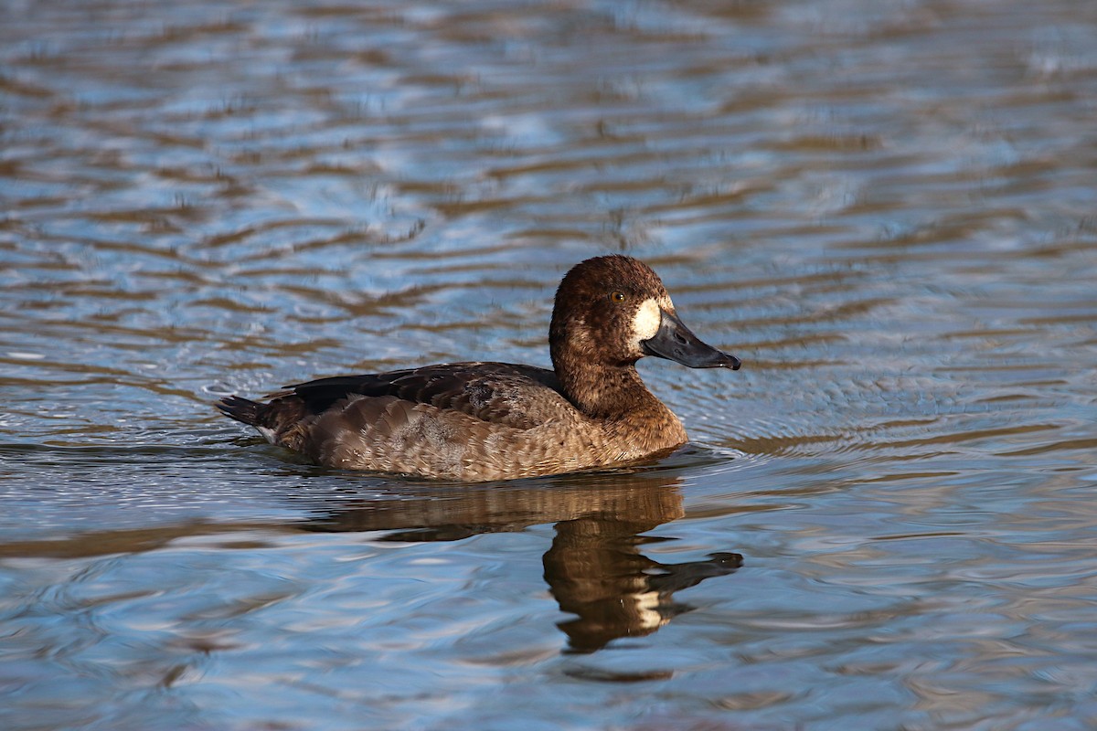 Greater Scaup - ML610535181