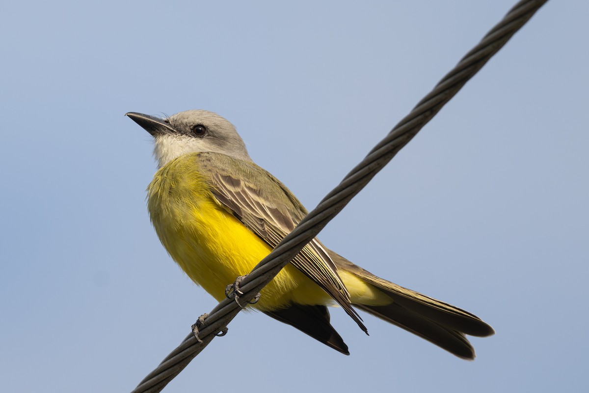 Tropical Kingbird - ML610535215