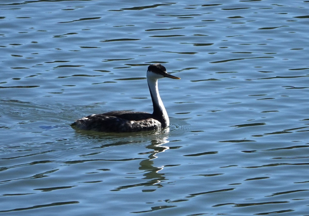 Western Grebe - Duncan Evered