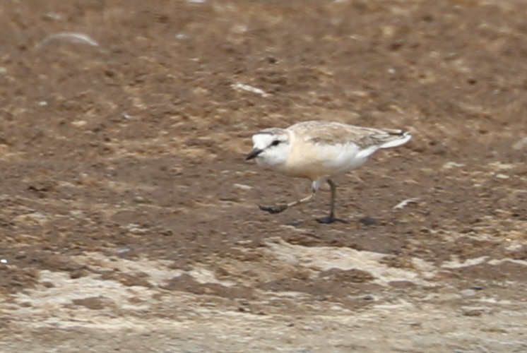 Weißstirn-Regenpfeifer - ML610535258