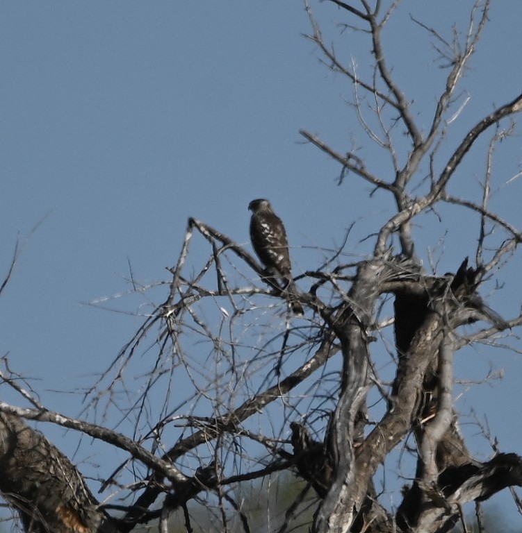 Cooper's Hawk - ML610535262