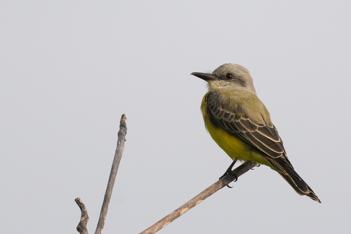 Tropical Kingbird - ML610535268