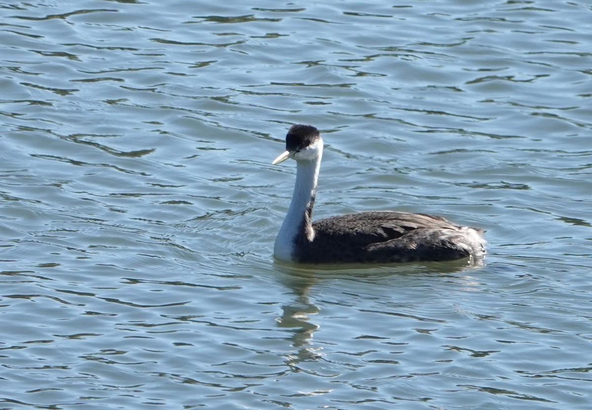 Western Grebe - ML610535277