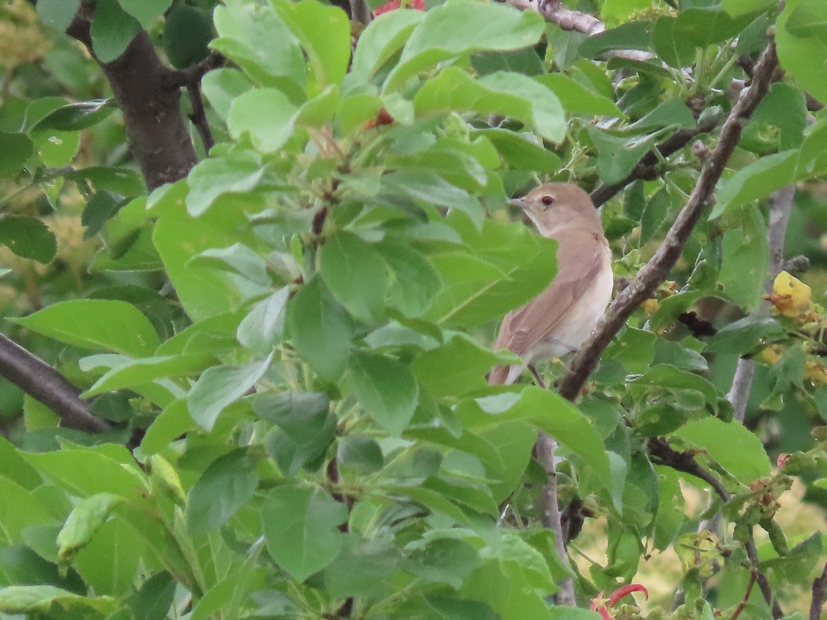 Garden Warbler - Phil Lehman