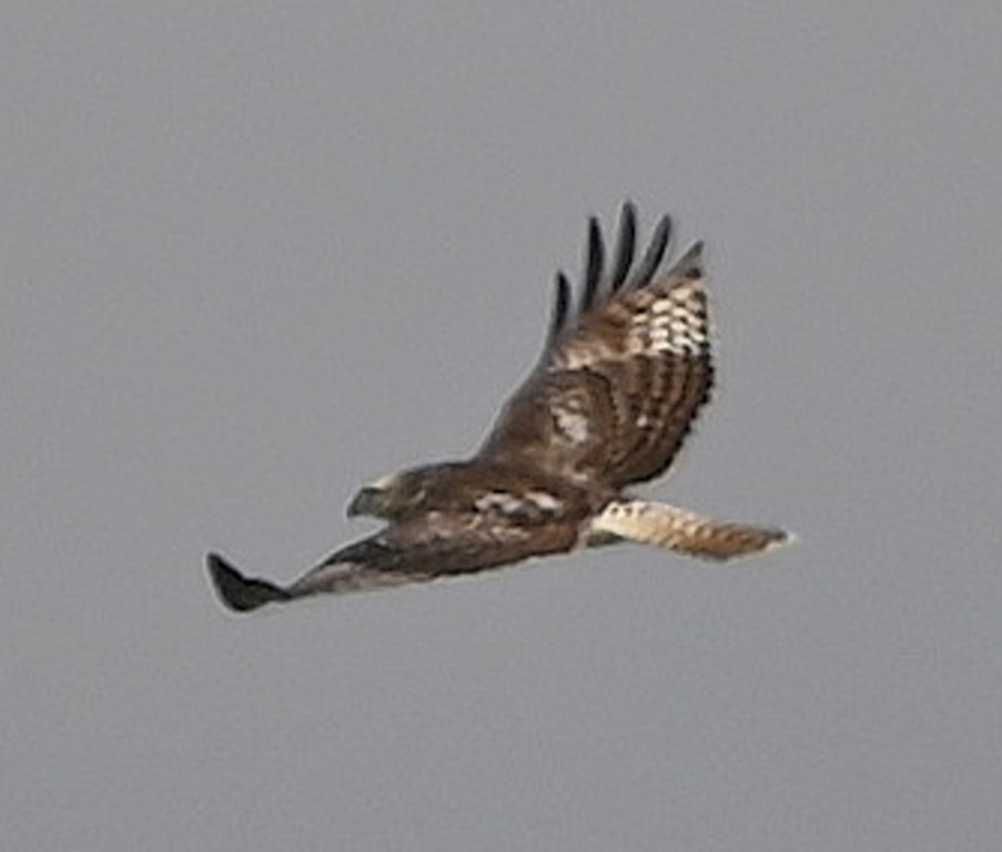 Red-tailed Hawk - ML610535313