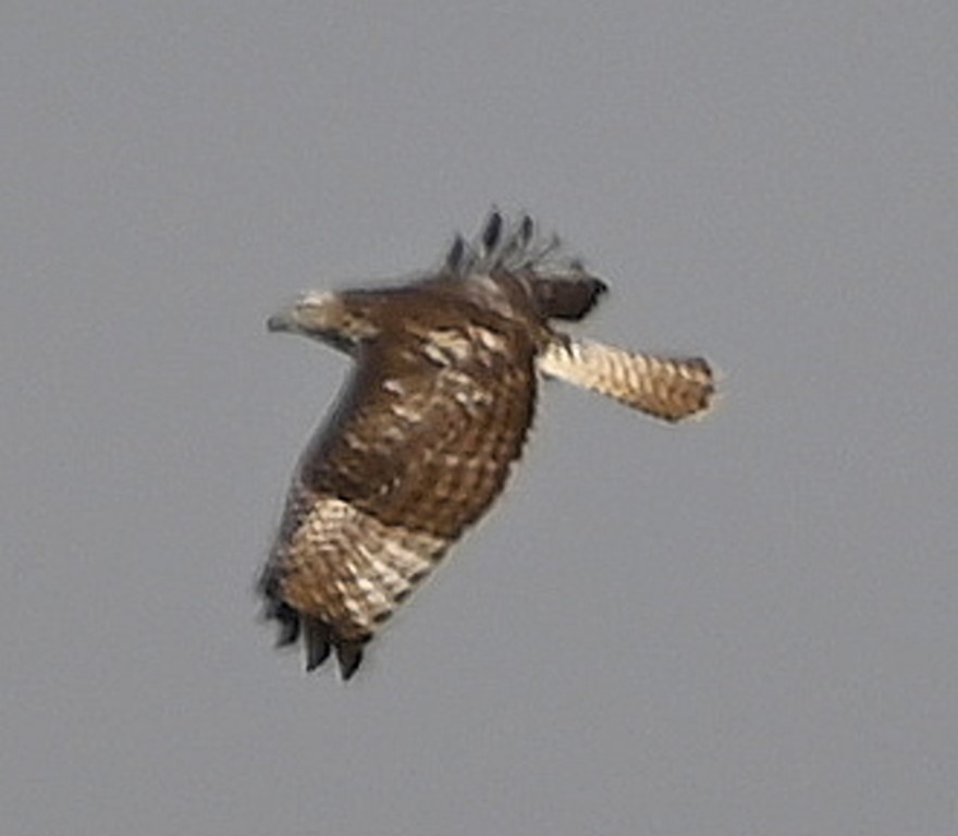 Red-tailed Hawk - ML610535314