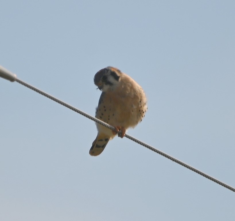 American Kestrel - ML610535328