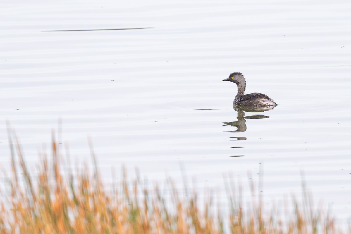 Least Grebe - ML610535375