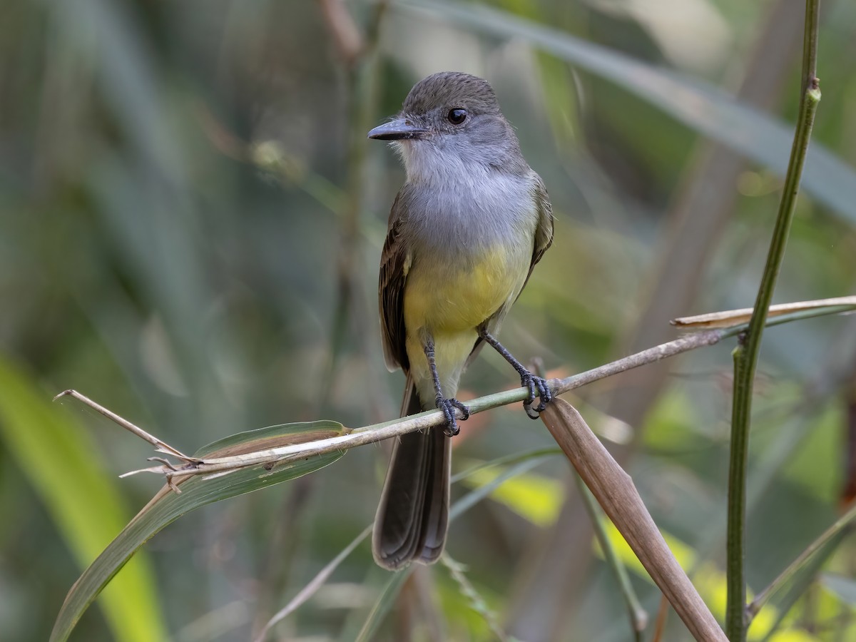 脚付きシエッポ　FLYCATCHER w.foot SIEPPO Sepia-capped Flycatcher - Leptopogon amaurocephalus - Birds of the