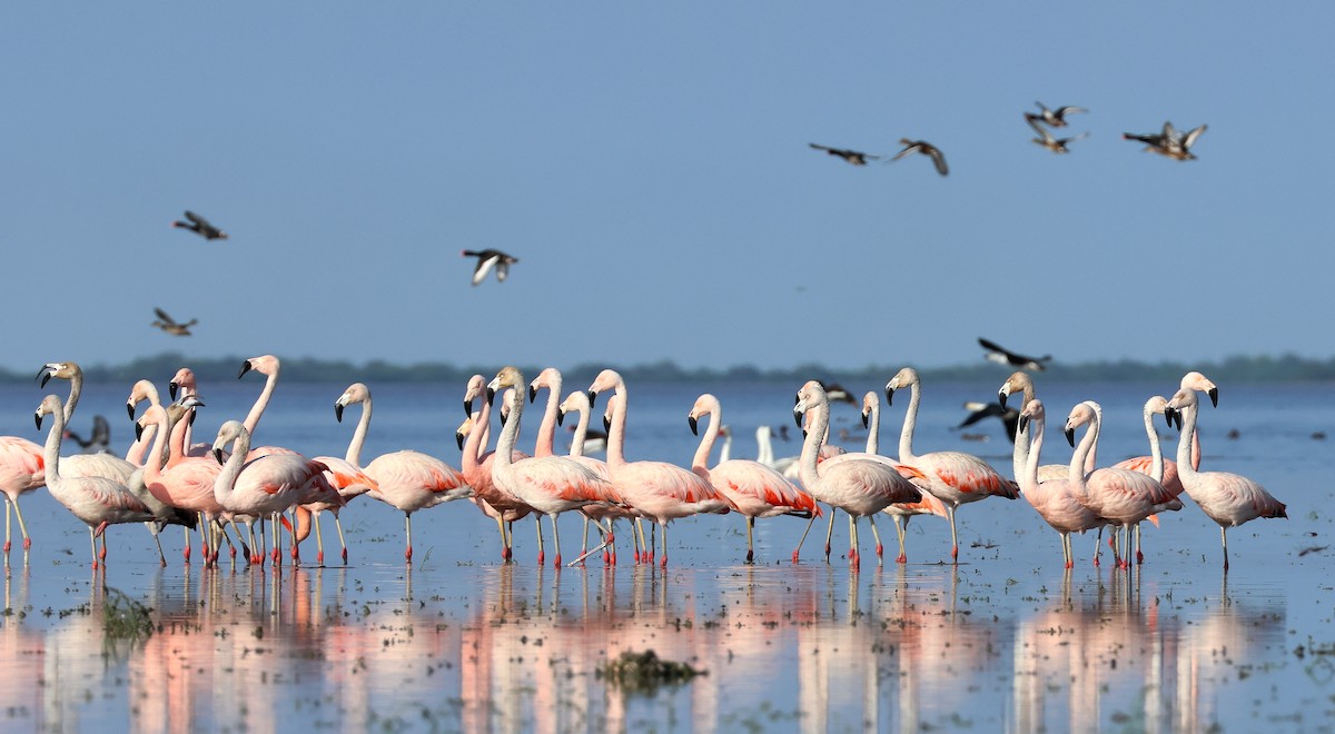 Chilean Flamingo - ML610535560