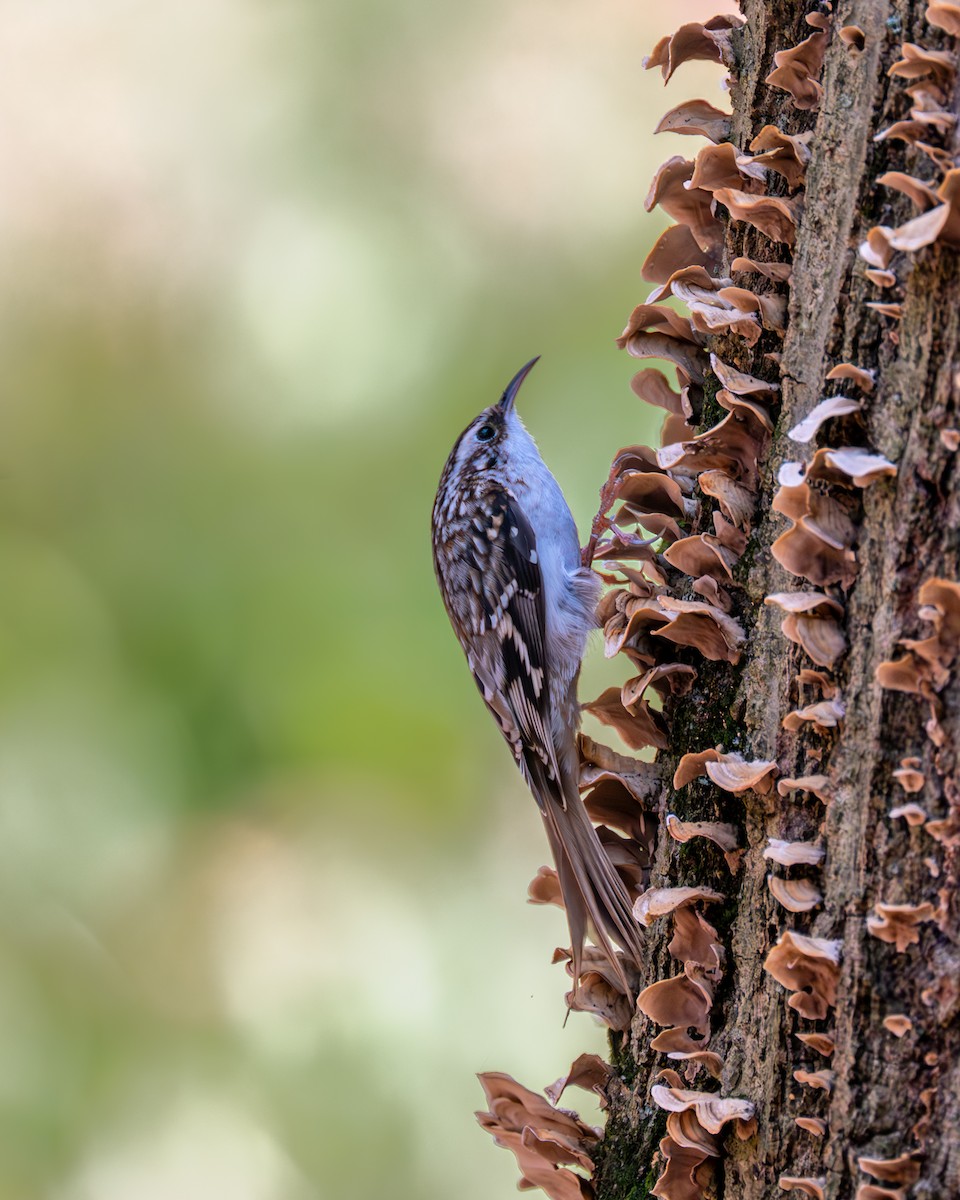 Brown Creeper - Peter Rosario