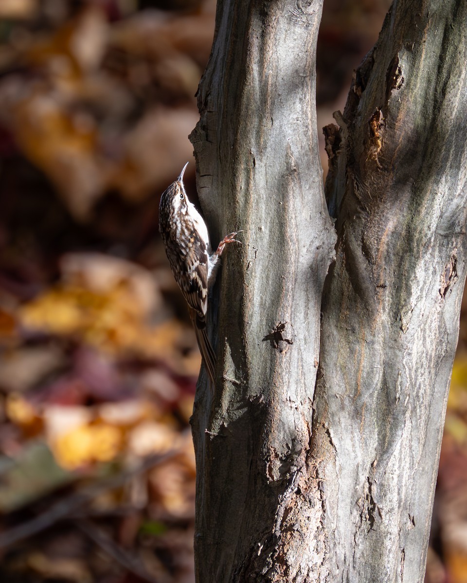 Brown Creeper - Peter Rosario