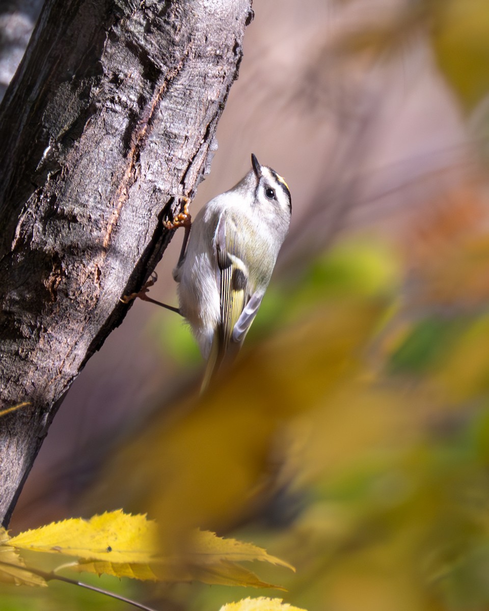 Golden-crowned Kinglet - ML610535594