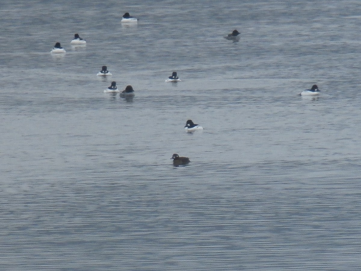 Barrow's Goldeneye - Steve Decker