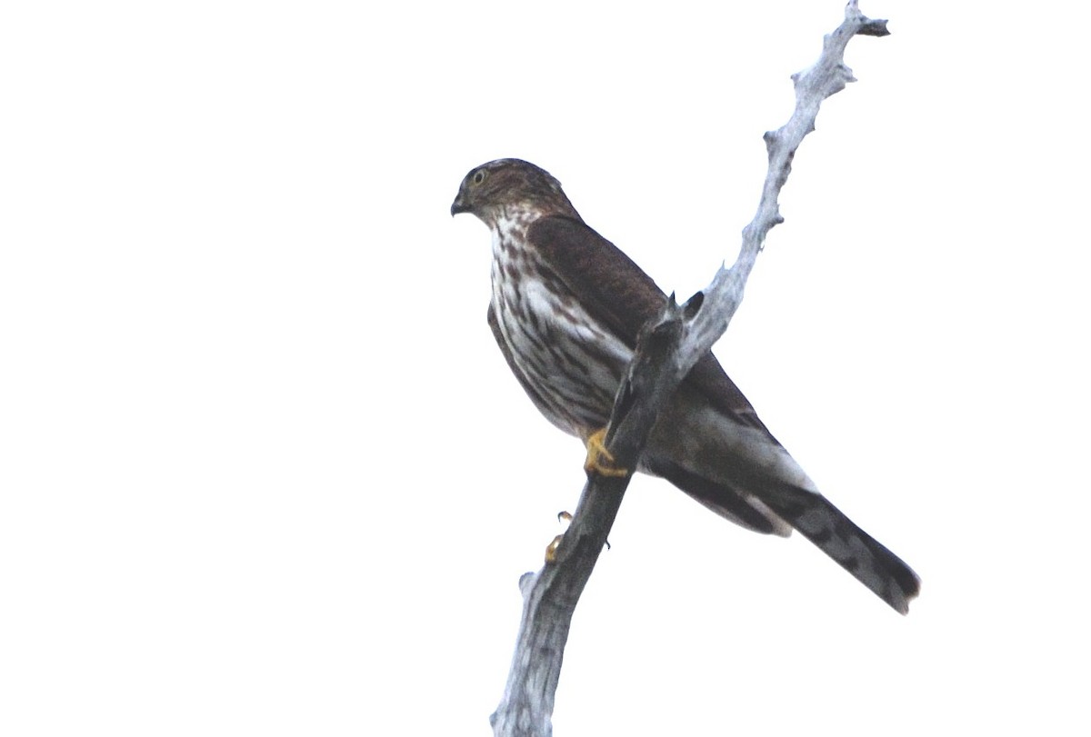 Sharp-shinned Hawk - ML610535646